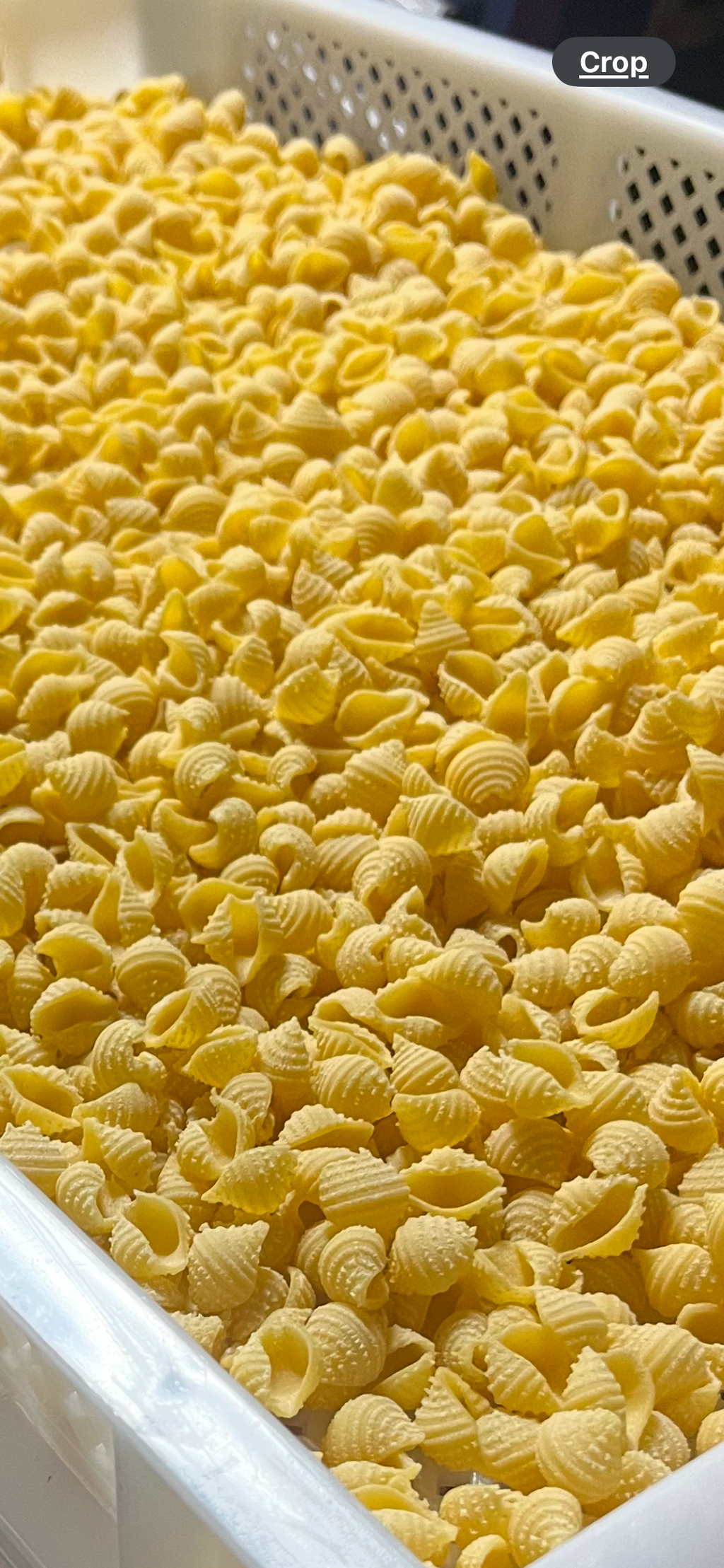 Pasta Shells