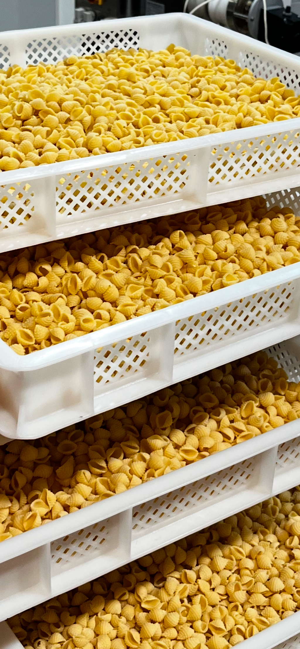 Pasta Shells